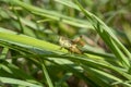 Green grasshopper in the grass close-up. macro photo of an insect Royalty Free Stock Photo