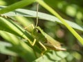 Green grasshopper in the grass close-up. macro photo of an insect Royalty Free Stock Photo