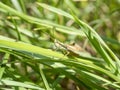 Green grasshopper in the grass close-up. macro photo of an insect Royalty Free Stock Photo