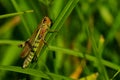 Green grasshopper