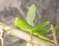 green grasshopper on a green leaf