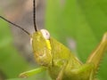 green grasshopper on a green leaf Royalty Free Stock Photo