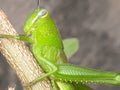 green grasshopper on a green leaf Royalty Free Stock Photo