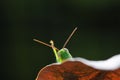 Green grasshopper hanging on the leaf Royalty Free Stock Photo