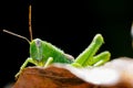 Green grasshopper hanging on the leaf