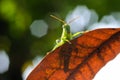 Green grasshopper hanging on the leaf Royalty Free Stock Photo