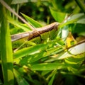 LOW ANGLE OF A GREEN GRASSHOPPER HEAD IN THE GRASS