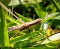 CLOSE-UP OF A GREEN GRASSHOPPER HEAD IN THE GRASS
