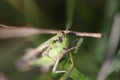Green grasshopper head