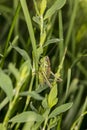 Green grasshopper hides in the green grass