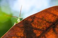 Green grasshopper hanging on the leaf Royalty Free Stock Photo