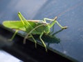 Green grasshopper on the hood of the car Royalty Free Stock Photo