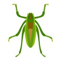 Green grasshopper insect flat style vector illustration