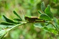 Green Grasshopper insect on grass in garden outdoor, park background cricket animal macro close up