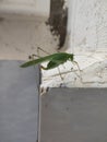 Green grasshopper insect looking at ant