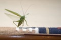 Green grasshopper inside house