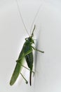 Green grasshopper inside house