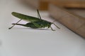 Green grasshopper inside house