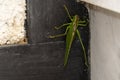 Green grasshopper inside house