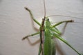 Green grasshopper inside house