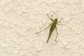 Green grasshopper inside house