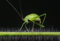 Green grasshopper isolated Royalty Free Stock Photo