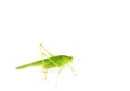 Green grasshopper isolated on white Royalty Free Stock Photo