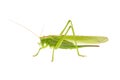 Green grasshopper isolated on a white Royalty Free Stock Photo