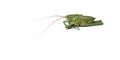 Green grasshopper isolated on white background Royalty Free Stock Photo
