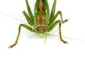 Green grasshopper isolated on a white background Royalty Free Stock Photo