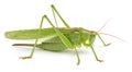 Green grasshopper isolated on white