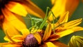 Green grasshopper on flower. Macro, colorful, locust