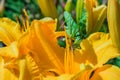 Green grasshopper Latin: Tettigonia viridissima sitting on a flower of the Daylily Latin: Hemerocallis. Soft selective focus Royalty Free Stock Photo