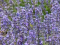 Green grasshopper on Lavandula angustifolia (English Lavender). Nukriani, Georgia