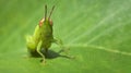 Green grasshopper on a leaf - business card format Royalty Free Stock Photo
