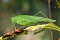 Green grasshopper on leaf.. Close-up. Macro insects world Royalty Free Stock Photo