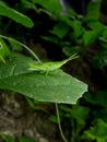 Green grasshopper on a leaf, close up, macro Royalty Free Stock Photo