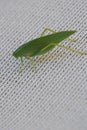 Green grasshopper leaf like insect with veins Royalty Free Stock Photo