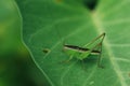 Green grasshopper on leaf in natire