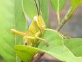 green grasshopper on a green leaf Royalty Free Stock Photo