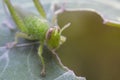 Green grasshopper on leaf,