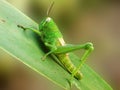 A Green Grasshopper on a Lilium Leaf