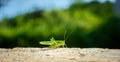 Green grasshopper or locust close up on outdoor terrace.