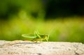 Green grasshopper or locust close up on outdoor terrace.