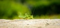 Green grasshopper or locust close up on outdoor terrace.
