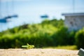 Green grasshopper or locust close up on outdoor terrace.