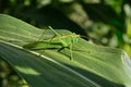 Green grasshopper locust eats young leaves of corn Royalty Free Stock Photo