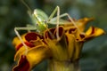 Green grasshopper locust sits on a marigold flower. Close-up photo, selective soft focus. Royalty Free Stock Photo