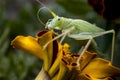 Green grasshopper locust sits on a marigold flower. Close-up photo, selective soft focus. Royalty Free Stock Photo