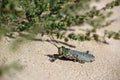 Green grasshopper locust